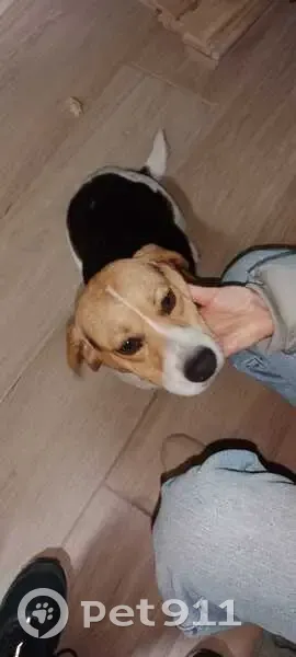 Perro encontrado Macho, Vigo (sf495277) - photo