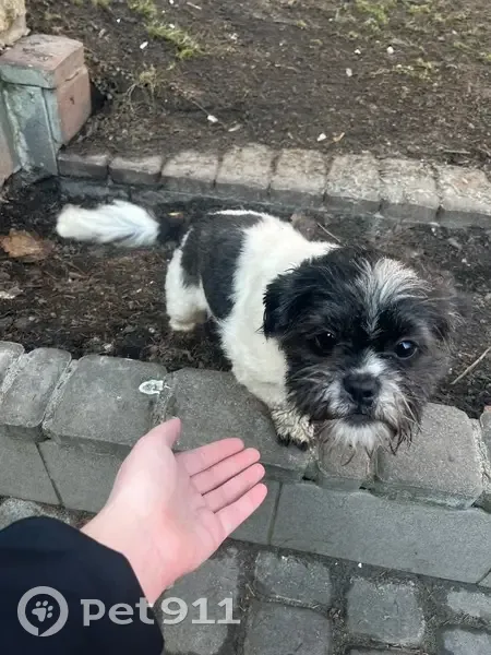 Зникла собака, Чумацький провулок, 13, Київ — шитцу на ім’я Мія - photo