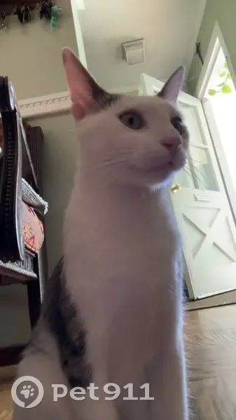 Lost male cat, Helmsdale Avenue, La Puente - green eyes and skinny - photo