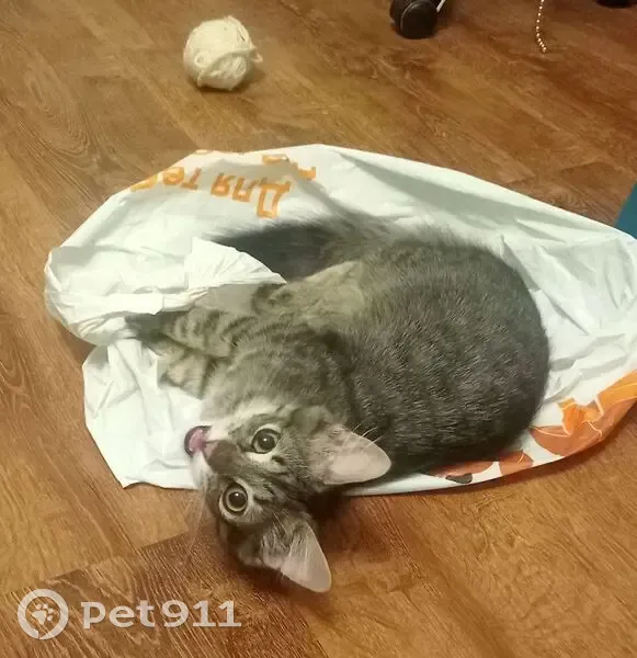 Зник кіт, вулиця Розточчя, 7, Львів - дуже лякливий - photo