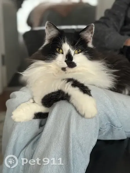 Lost female cat, Gardenia Street, Cardinia - black and white, very fluffy - photo