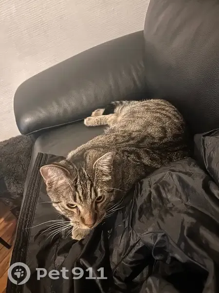 Perdu chat mâle, Rue Mazard, 1, Lyon - grand et mange bien - photo