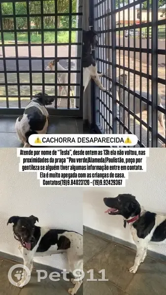 Cachorro perdido Fêmea (brl002551) - photo