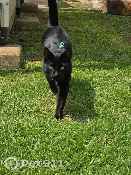 Lost male cat, Lill Bester Street, Riverlea - wearing a blue harness - photo