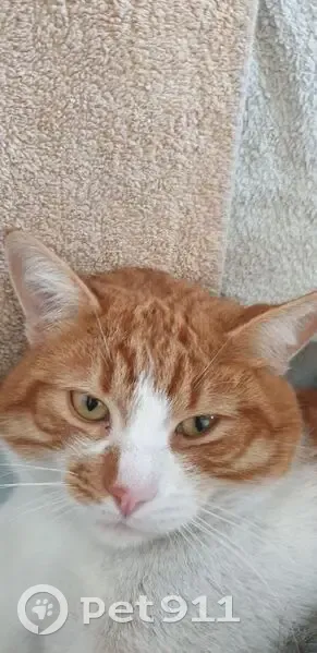 Зник кіт, вулиця Академіка Амосова, 33, Бровари - великий, більше 4 кг - photo