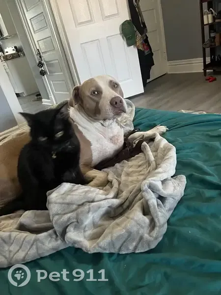 Lost Male Dog, Bluff Drive, 430, St. Louis - Super friendly - photo