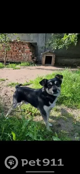 Зник собака, Суховоля, Львівська область - відкликається на Том, Томас, Томік, Топік - photo