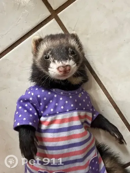 Lost male cat, Winter Springs Way, Jacksonville - black mask over eyes - photo