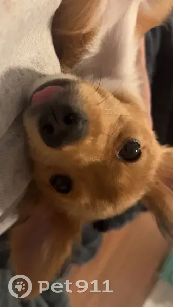 Lost female dog, West Cadmus Road, Petersburg - pink collar - photo