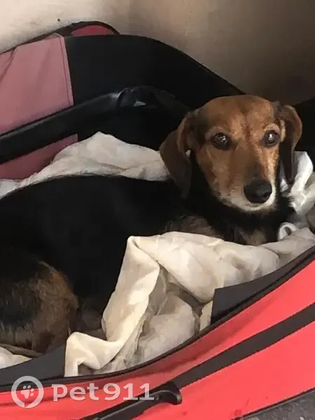 Cachorro encontrado Macho (brf002552) - photo