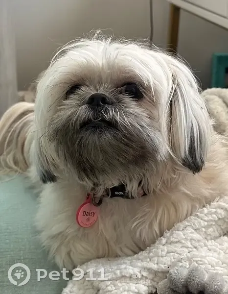 Lost female dog, Thimble Way, Garner, Charlotte - white hair and pink collar - photo