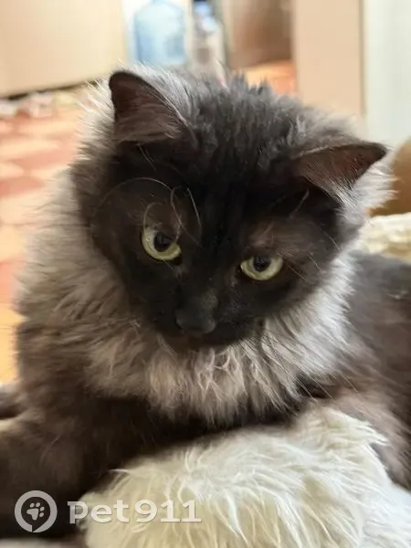 Зникла кішка, Берестейський проспект, Київ - темно-сіра з полосатим хвостом - photo