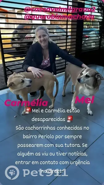 Cachorro perdido Fêmea (brl002553) - photo