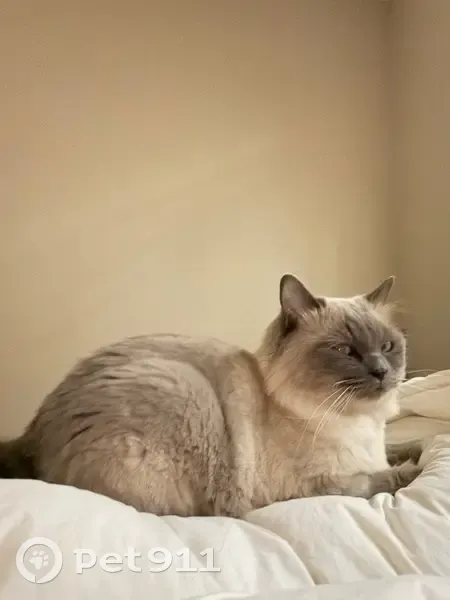 Lost male cat, Forrest Crest Circle, Lutz - smokey gray/white ragdoll - photo