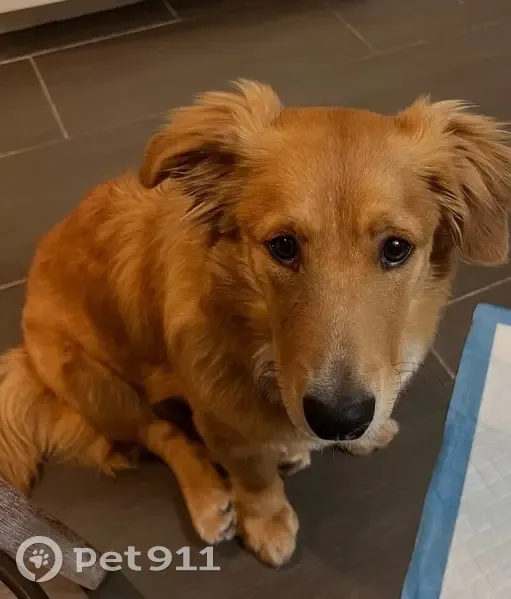 Lost male dog, Rivercrest Drive, Little Rock - corgi golden retriever - photo