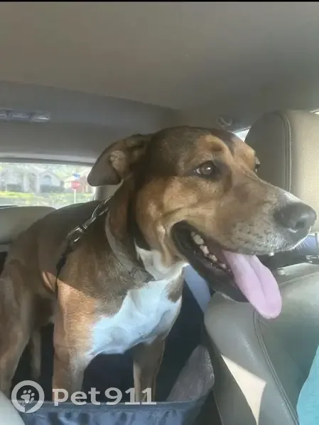 Lost male dog, Janann Street, Euless - brown with white chest - photo