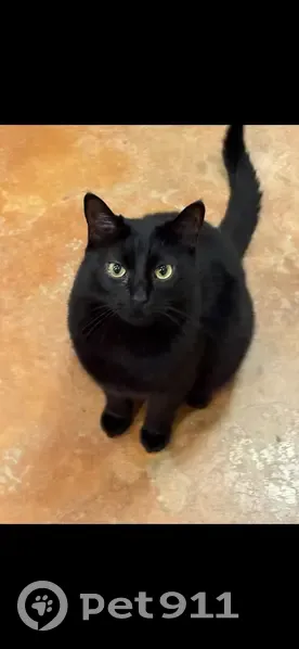 Lost male cat, Kingsbury Wood, San Antonio - very friendly - photo