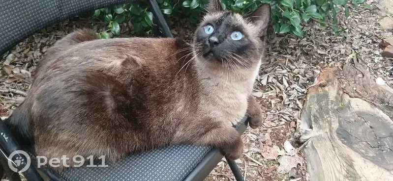 Missing cat Male, Grass Valley (usl533705) - photo