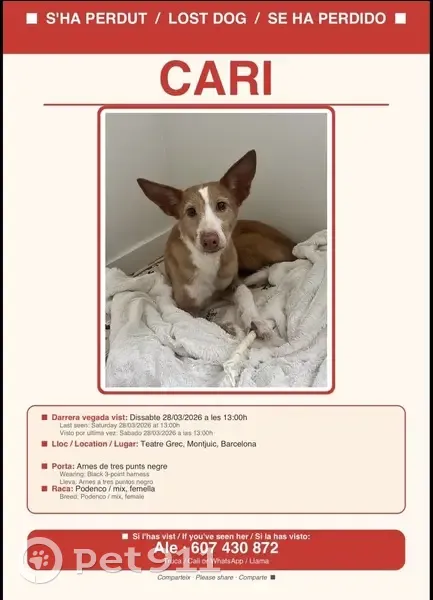 Perdido perro hembra, Passeig de Santa Madrona, 25, Barcelona - cicatriz en la nariz - photo