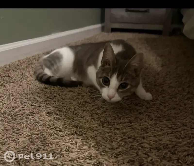 Lost female cat, Lake Port Drive Southwest, Snellville - grey patch shaped like a heart - photo