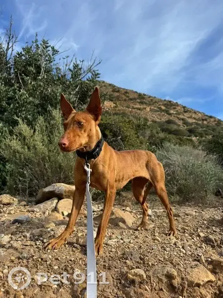 Perdido perro hembra, Vereda de Orihuela, Torre-Pacheco - podenco andaluz marrón - photo
