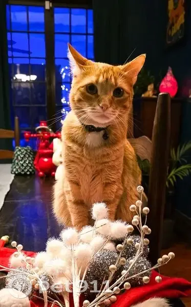 Lost male cat, East De Soto Street, Pensacola - orange and chipped - photo