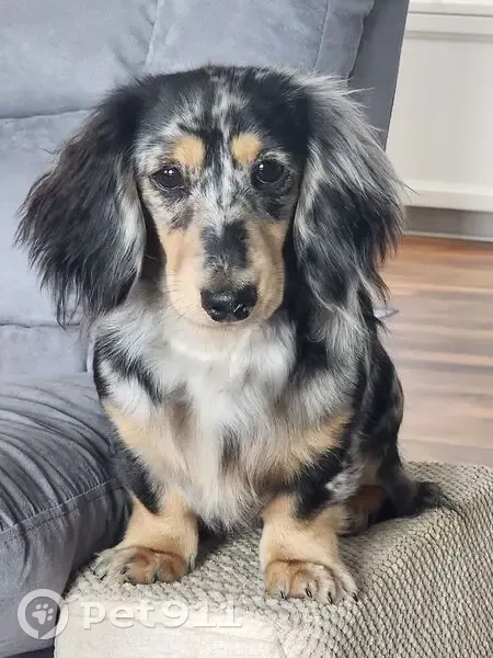 Lost female dog, Robertsons Road, 791, Blackstone - black and white dapple dachshund puppy - photo