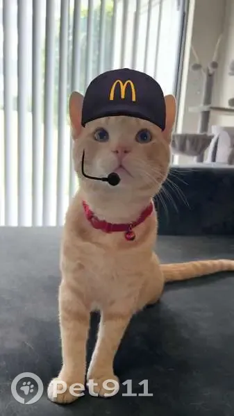 Lost male cat, Frankford Road, Dallas - orange tabby - photo