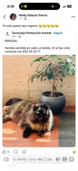 Perdido gato, Calle Goleta, 32, Torrevieja - gatita carey - photo