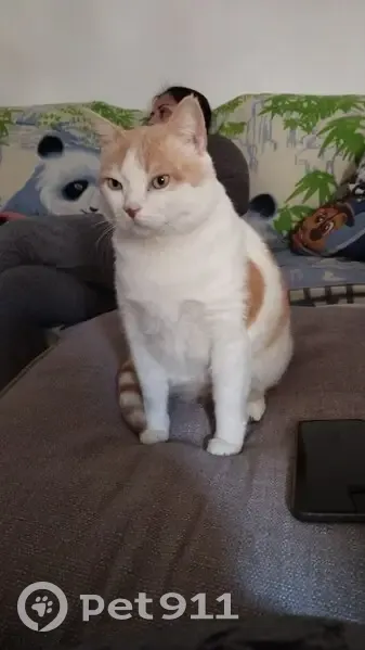 Perdido gato hembra, Palma, Islas Baleares - blanco anaranjado - photo