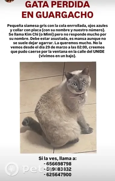 Perdido gato hembra, Avenida Fernando Salazar González, San Miguel de Abona - siamesa gris - photo