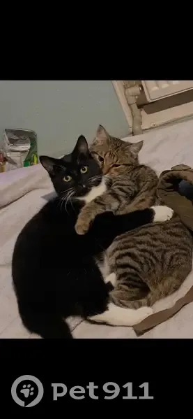 Зник кіт, Кордонний провулок, Одеса - чорний з білими лапками - photo