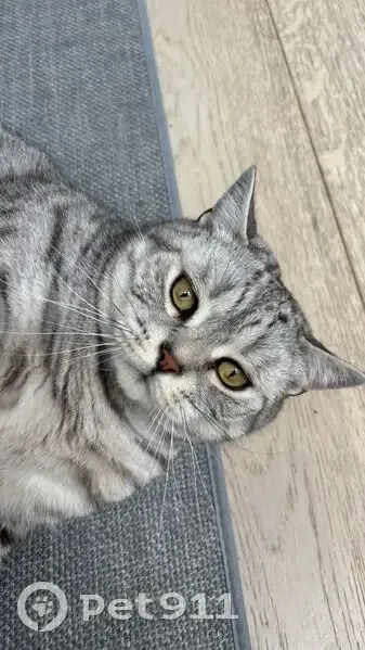 Found male cat, Portland Terrace, 1, Twickenham - fat and strong - photo