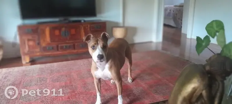 Lost male dog, Blue Knob Road, Lismore - tan with white muzzle - photo