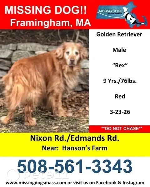 Lost male dog, Nixon Road, 41, Framingham - elderly golden retriever - photo