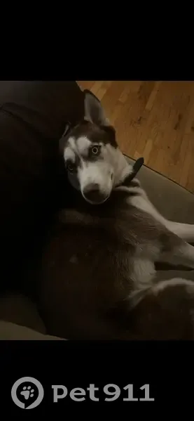 Lost male dog, Guardian Drive, Toledo - pink/brown nose - photo