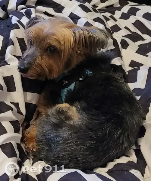 Lost male dog, County Road 720, Springdale - Yorkie with harness - photo