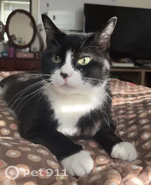 Lost female cat, North Cresthaven Lane, Lehi - unique nose mark - photo