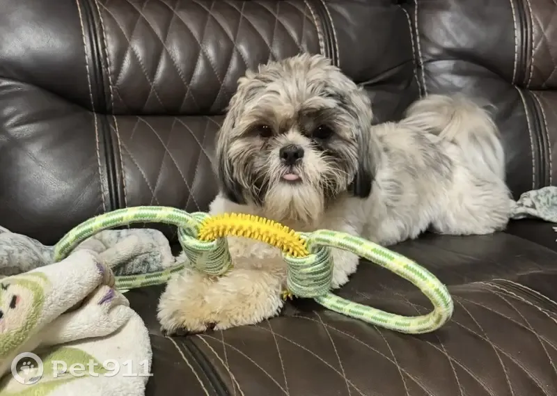 Lost male dog, Phelps Road, Wake Forest - multiple colors - photo