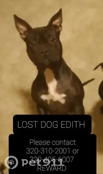 Lost female dog, 16th Avenue South, St. Cloud - white patch on chest - photo