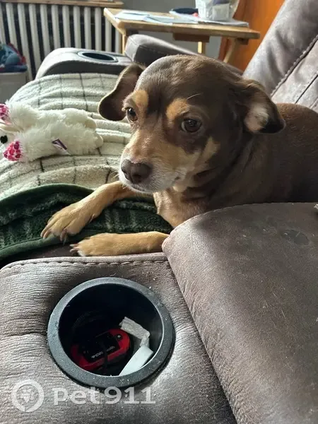 Missing dog Female, West Lawn (usl533730) - photo