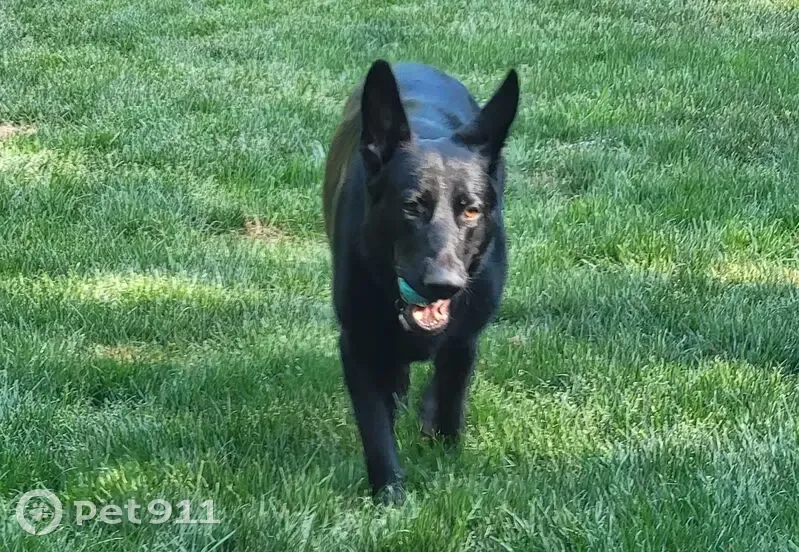 Lost female dog, Zeb Ferguson Road, Siler City - Black German Shepard with pink collar - photo