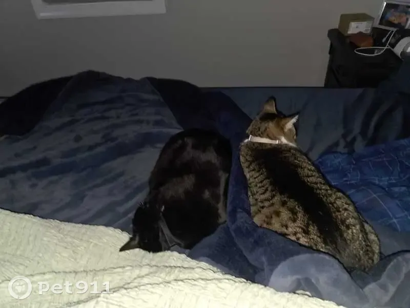 Lost female cat, Beachwood, New Jersey - collar with QR code - photo