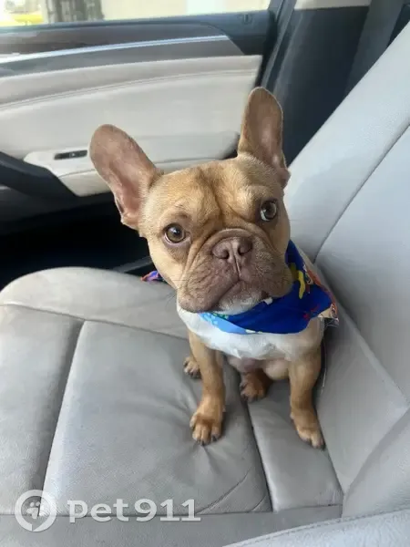 Lost male dog, Northwest 95th Terrace, Miami - photo