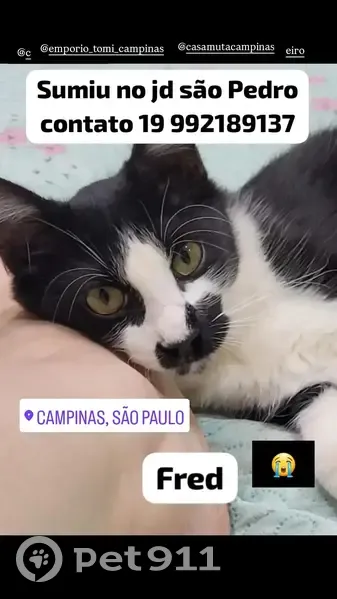 Gato desaparecido Macho (brl002554) - photo