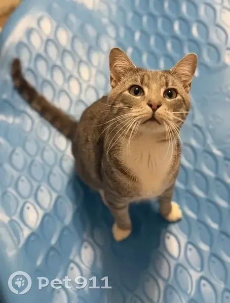 Missing cat Male, Ona (usl533742) - photo