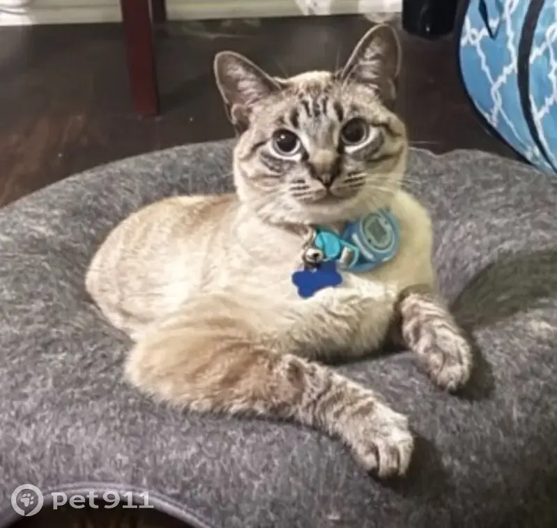 Lost male cat, Yukon Drive, Burleson - tan/beige with grey paws - photo