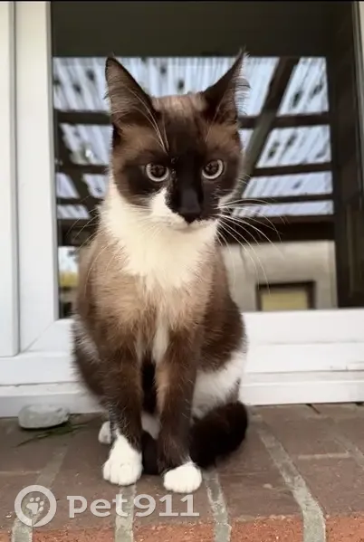 Chat perdu, Cité Robert, Dourges - mâle castré aux yeux bleus - photo