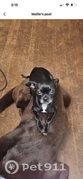 Missing dog Female, San Pablo (usl533744) - photo