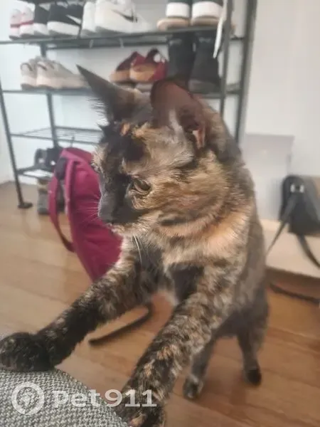 Lost female cat, Lantana Avenue, City of Whittlesea - dark tortoise shell - photo